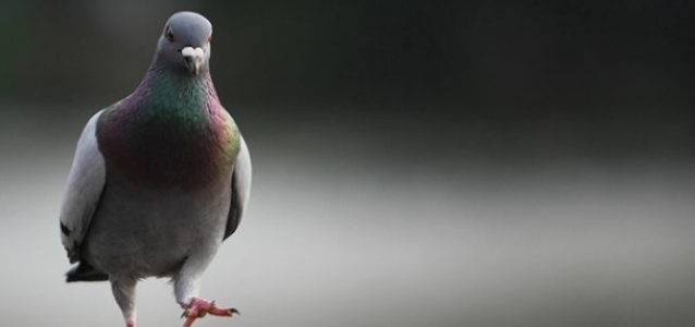 Pigeon & Bird Control Experts