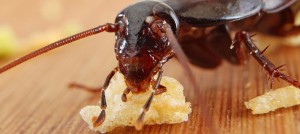 insect eating food