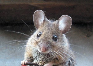 Rodent-Control-Pest-Busters