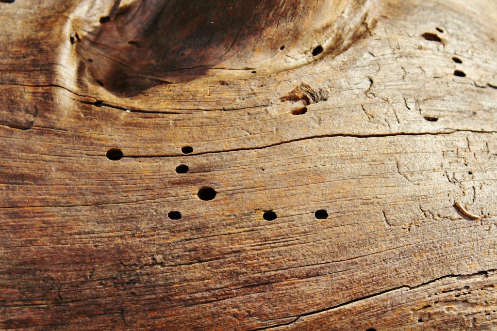 древесные черви