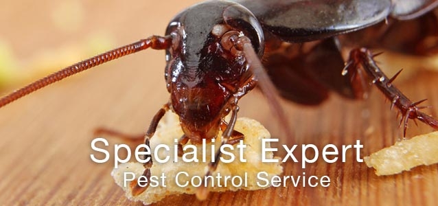 Pest Control Birmingham & UK - Insect Services