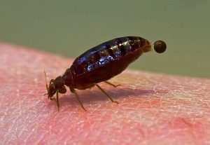 bedbug infestation birmingham uk