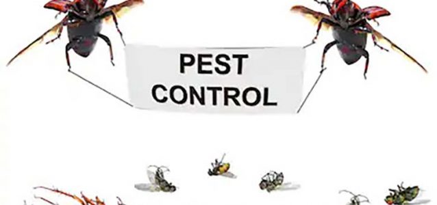 pest control Birmingham removal of insects