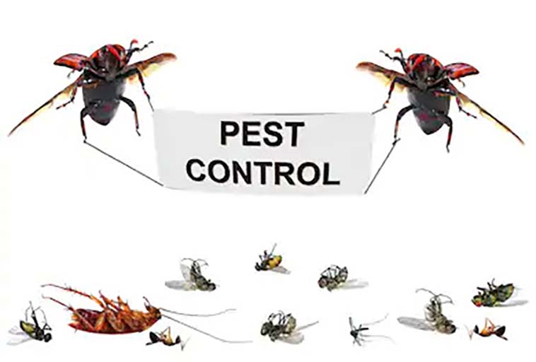 pest control services birmingham