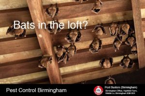 Bat removal from loft in Birmingham West Midlands