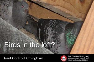 Bird removal from loft in Birmingham UK