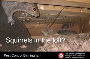 Squirrel removal in Birmingham, West Midlands UK
