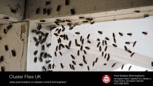 Cluster Flies UK