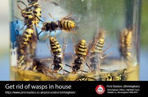 get rid of wasps in house