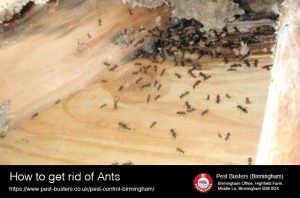 How to get rid of ants