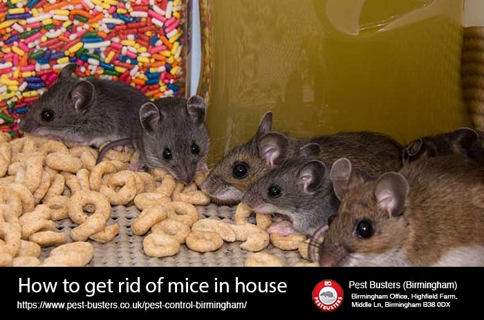 Why are there mice in my house? And how do I get rid of them?